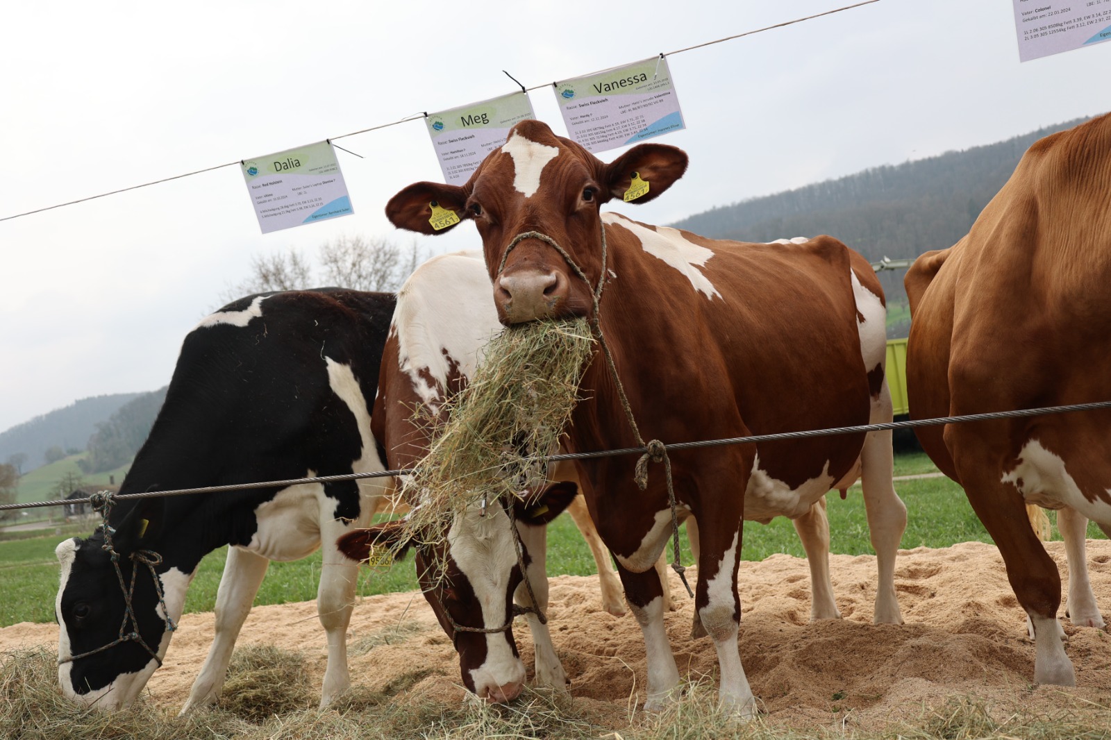 Einblicke in die Viehschau vom 29.03.2025